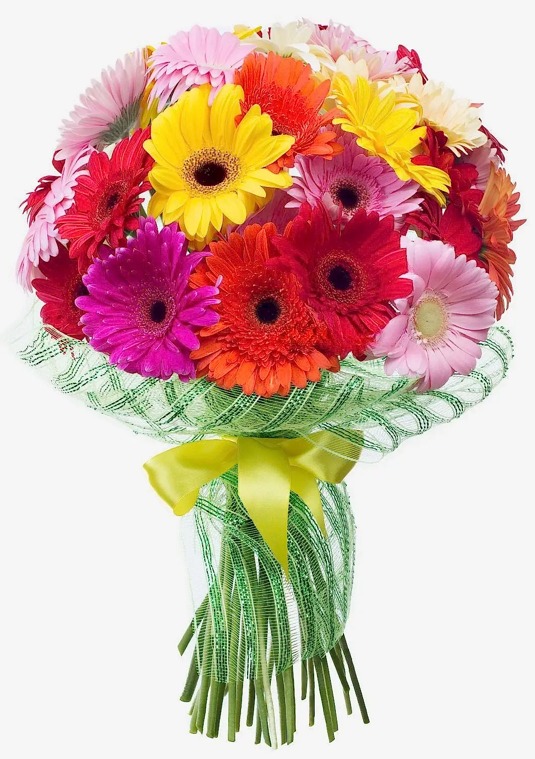 31 Gerbera